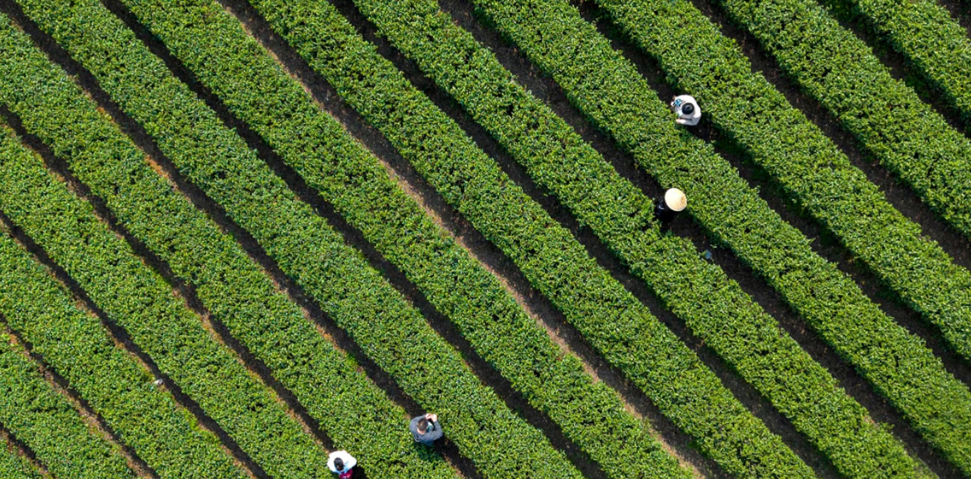 Southeast Asia Sales Arm from the strength of China’s most advanced matcha producer